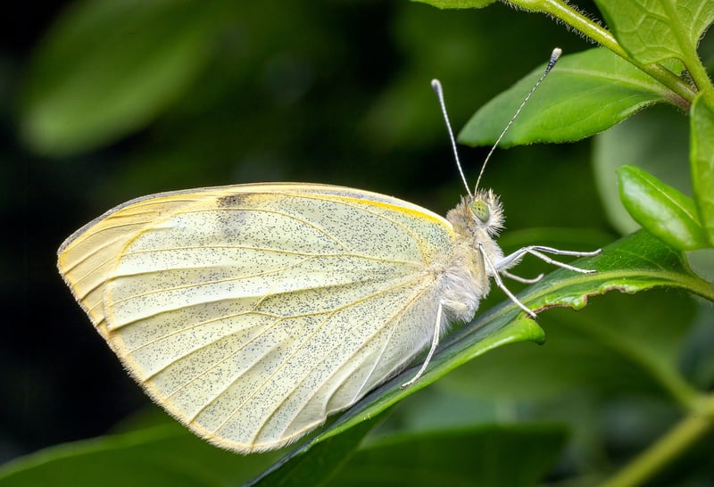 Butterfly Effects
